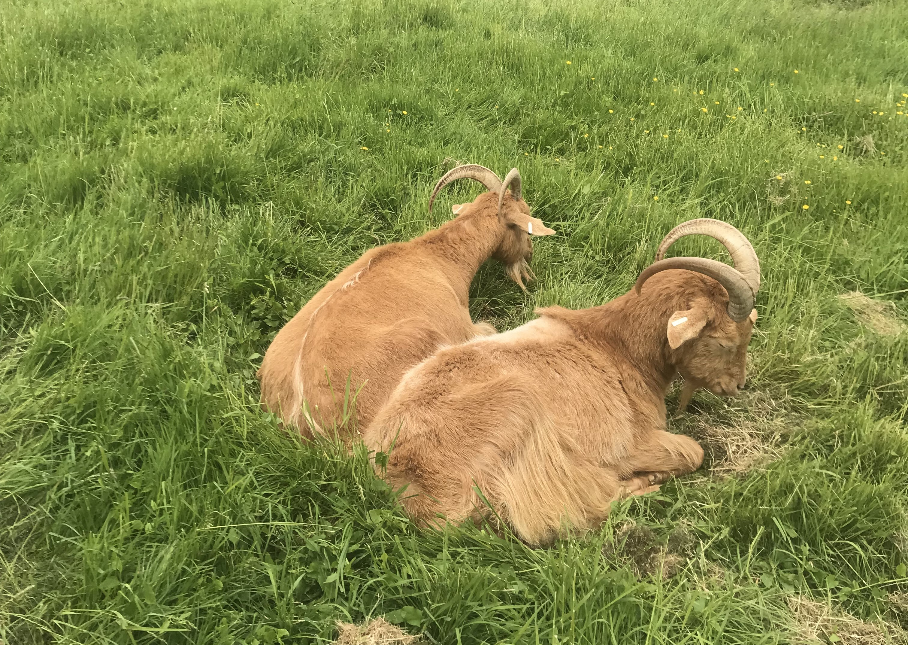 Royal Golden Guernsey goats Billy & Max resting in the field