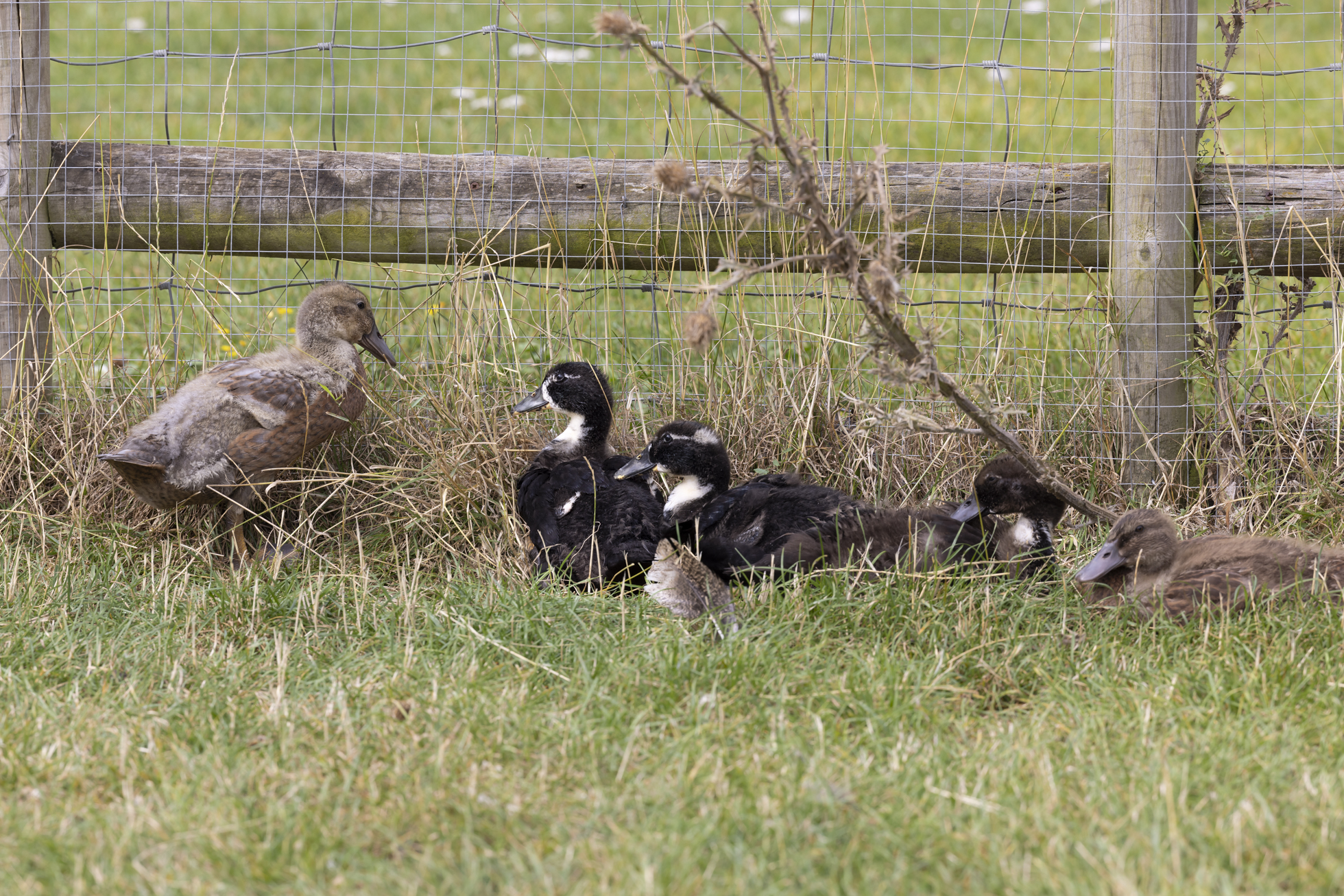 ducklings in a field