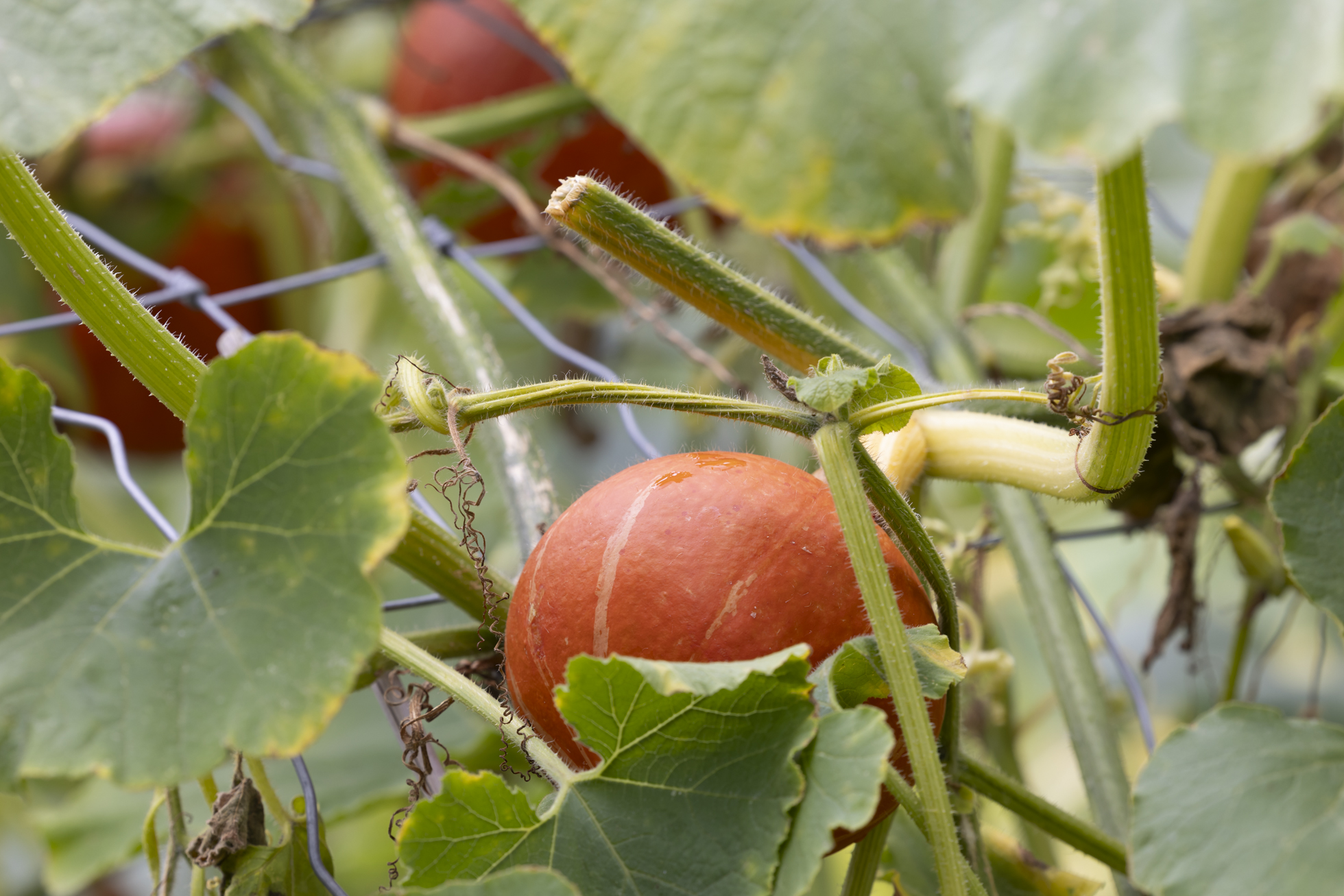 pumpkin growing